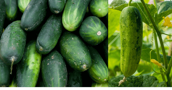 cucumber-health-benefits